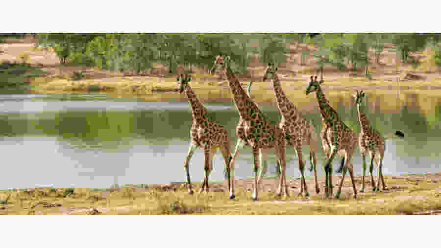 Giraffes at Kruger National Park