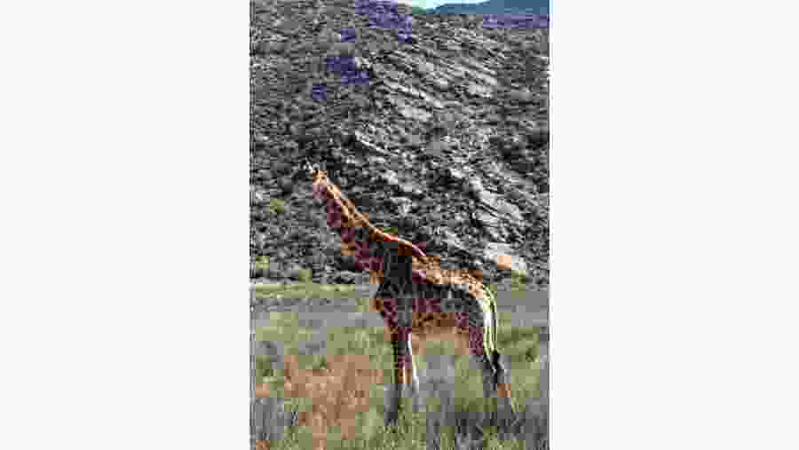 giraffe
