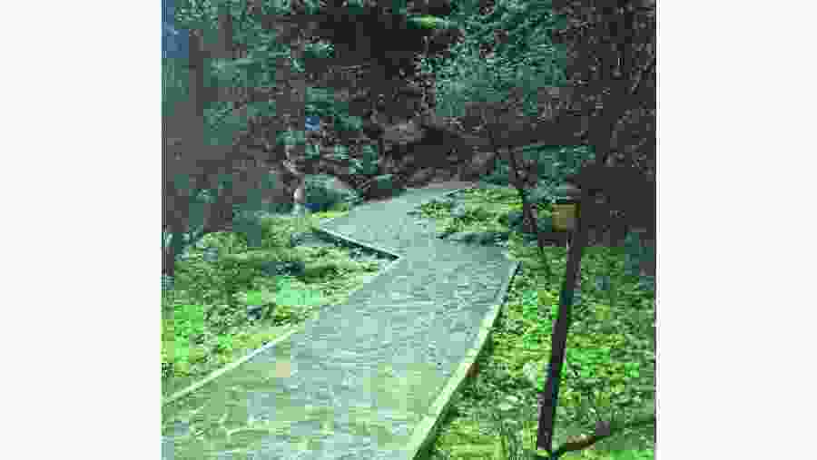 follow the path into the forest