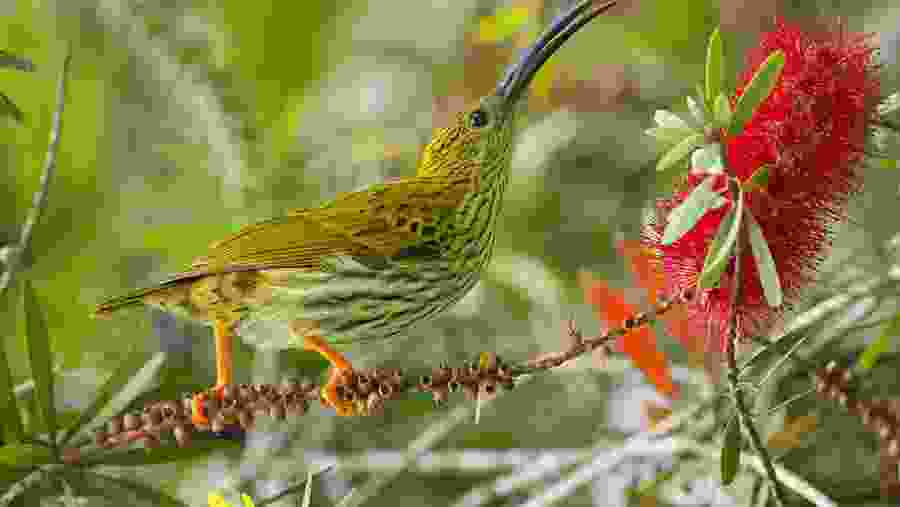 Bird Spotting in Fraser's Hill