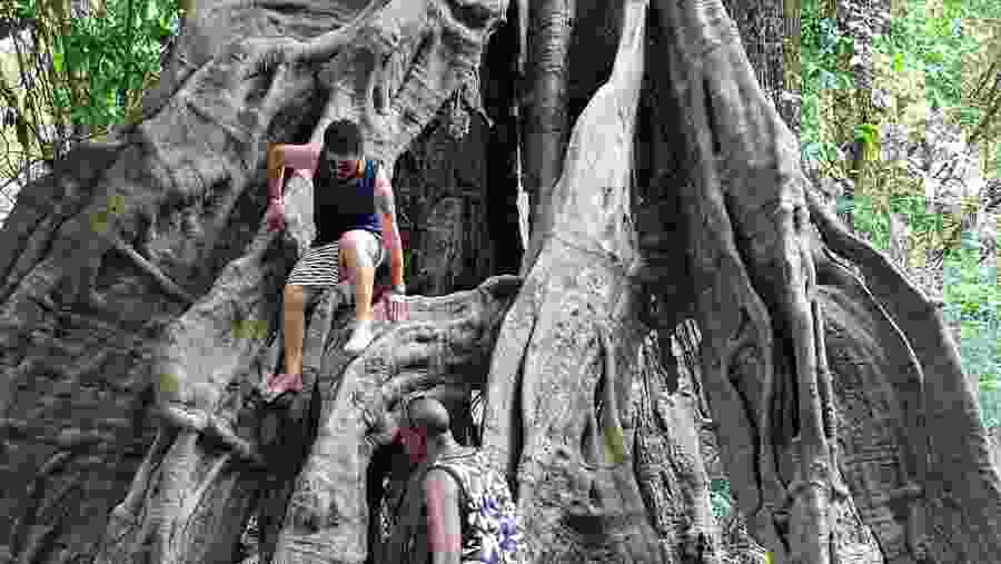 Tourists Climbing a Tree in the Jungle
