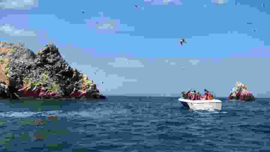 Boat excursion to the Ballestas Islands
