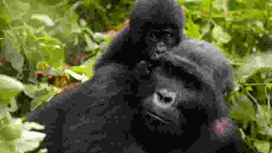Gorilla Trekking