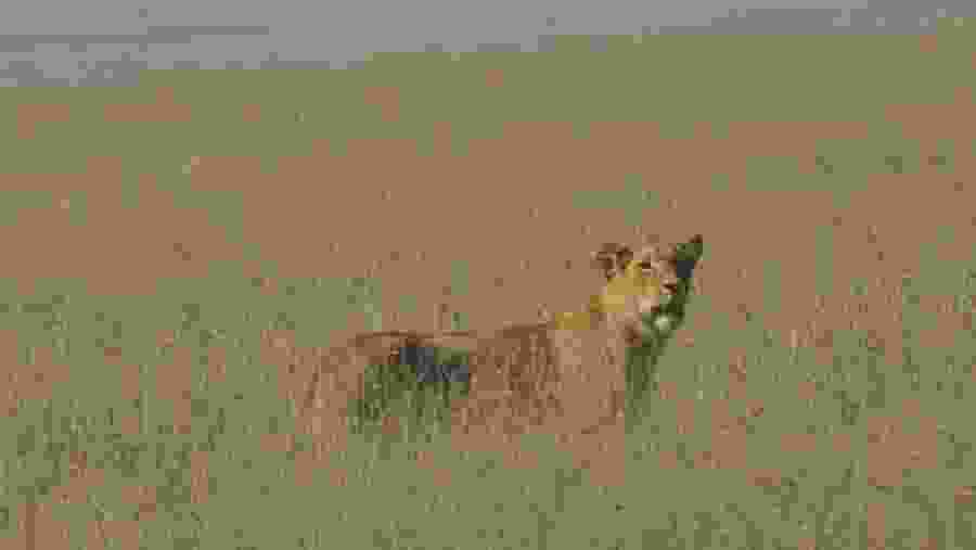 Lions in Vast Plains