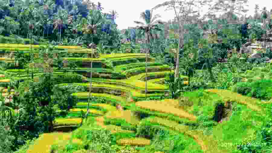 Tegalalang Rice Terrace