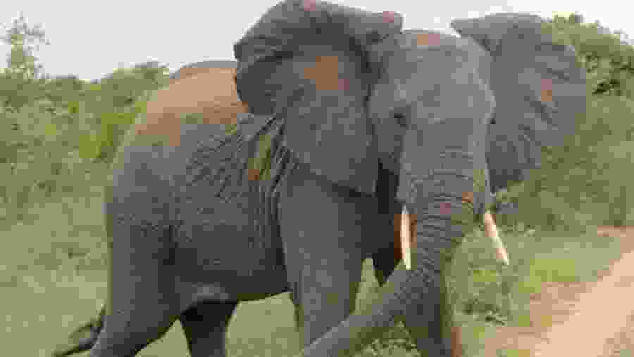 African Elephant