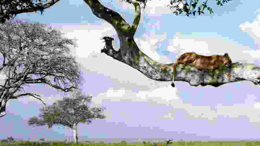 Lion in Queen Elizabeth National Park