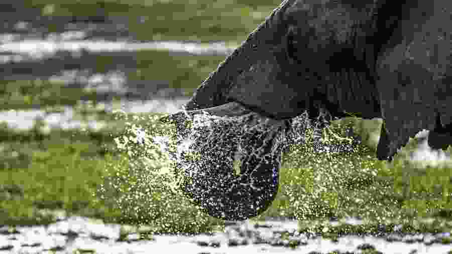 An elephant drinking water in the mkata floodplains