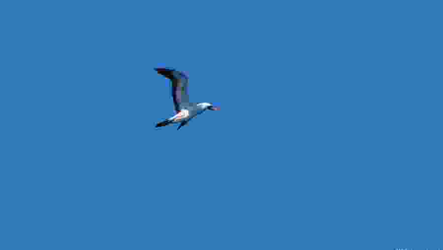 Birdlife in the Island