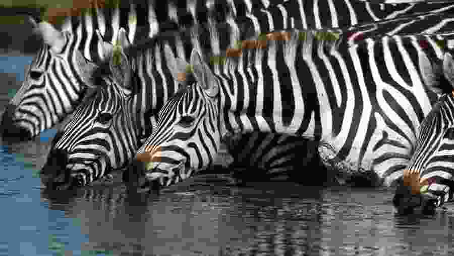 Zebras