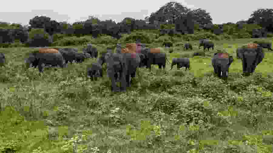 See Elephants in Sri-Lanka