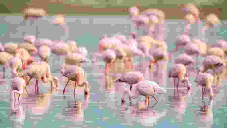 Flock of flamingos