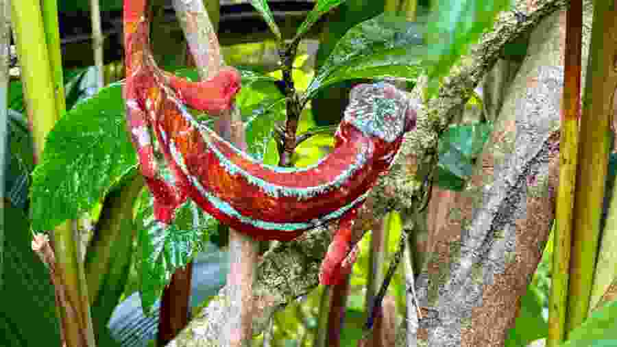 Red stripe gargoyle gecko