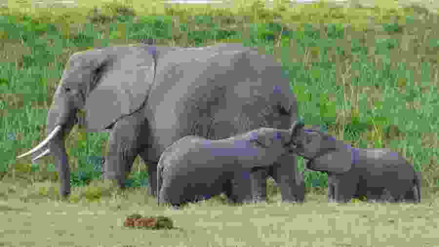 Elephants in the Amboseli National Park, Kenya