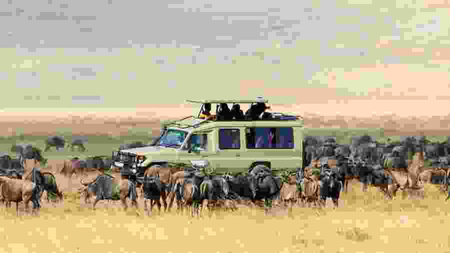 Witness the African wildlife