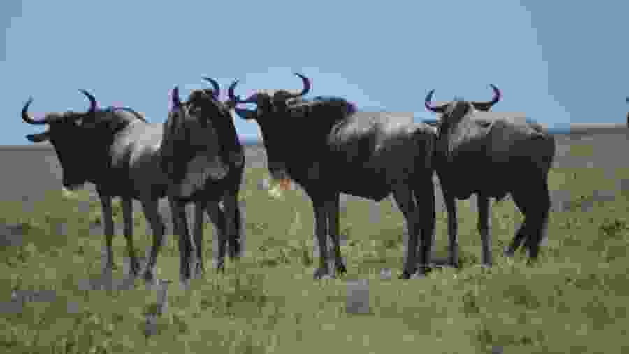 Wildebeests At Tarangire National Park