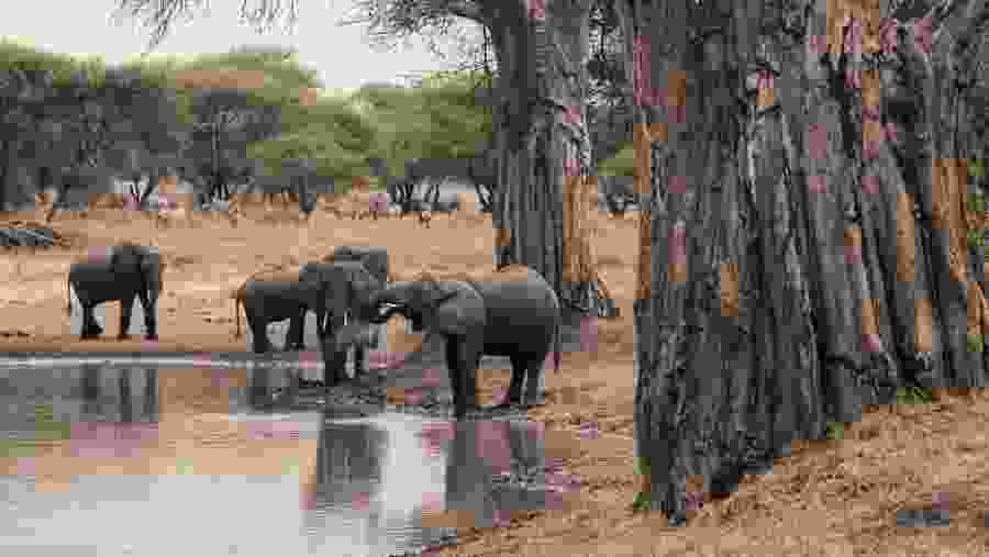 Elephants at the National Park