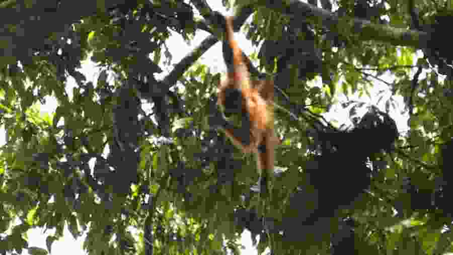 Spot orangutans swinging on the trees