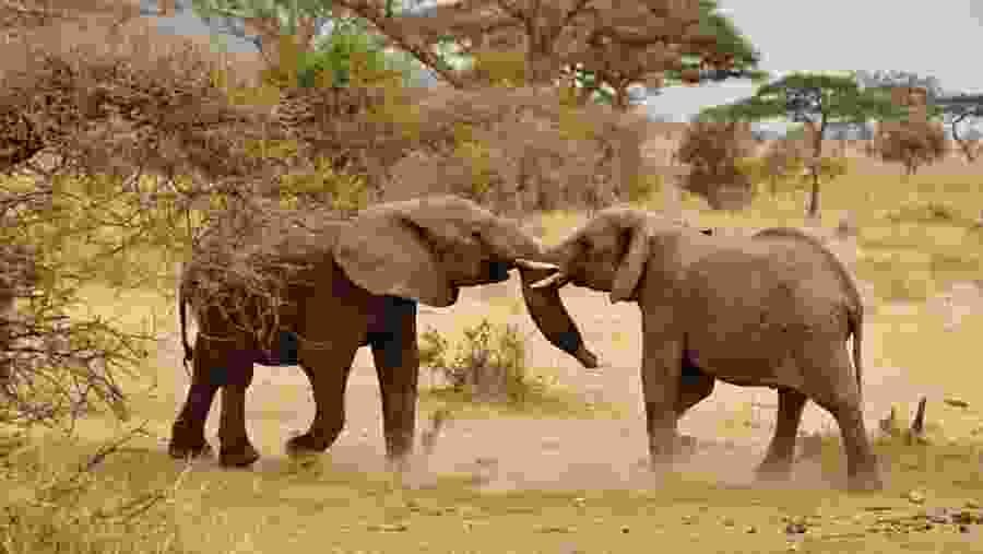 Witness majestic elephant herds
