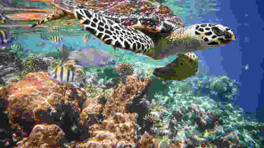 Snorkel with the turtles