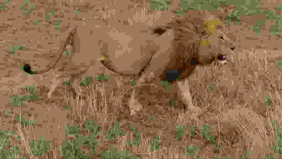 Lion in Serengeti National Park