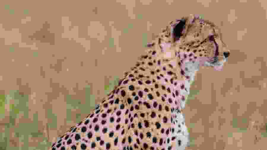 A cheetah spotted in Maasai Mara