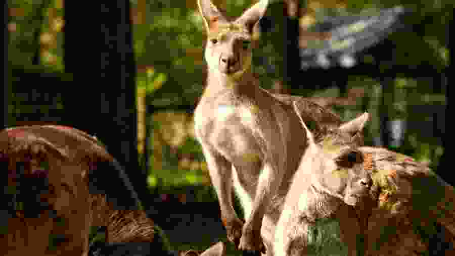 Befriend Kangaroos in the Healesville Sanctuary, Australia