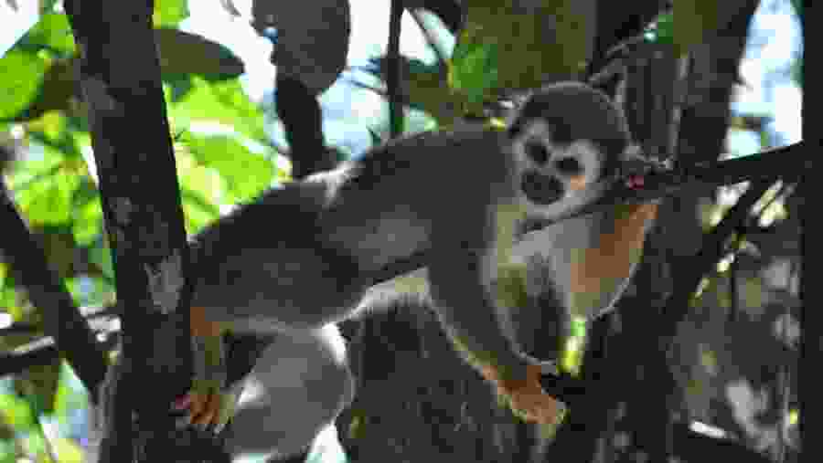 Squirrel Monkey