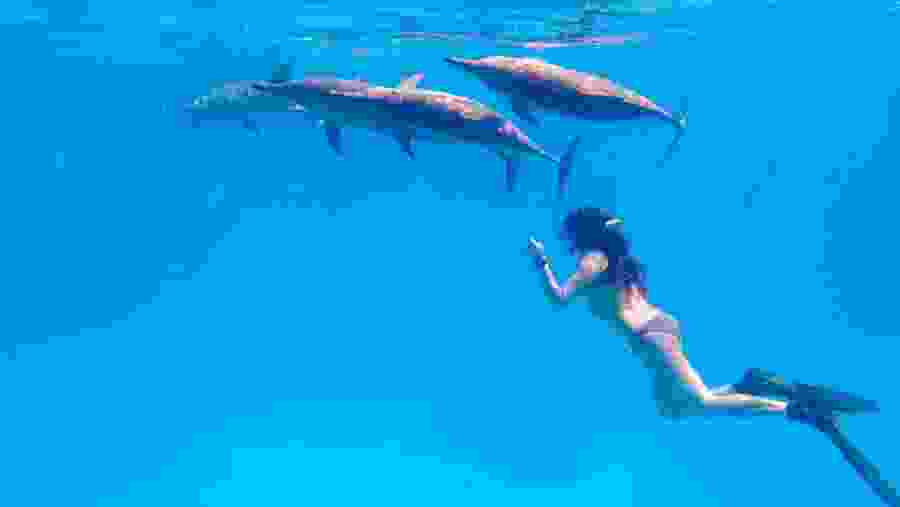 Snorkel with the marine life