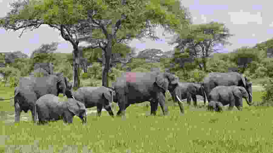 Elephant At Arusha National Park