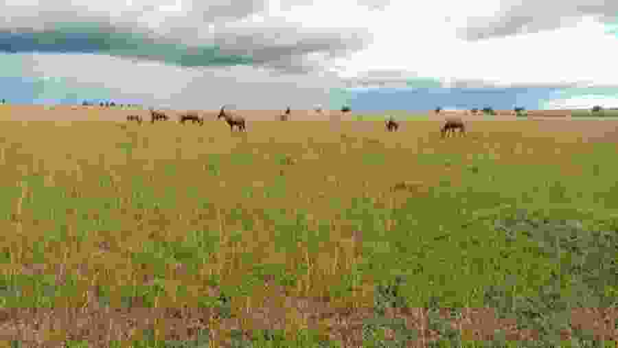 Animals Grazing