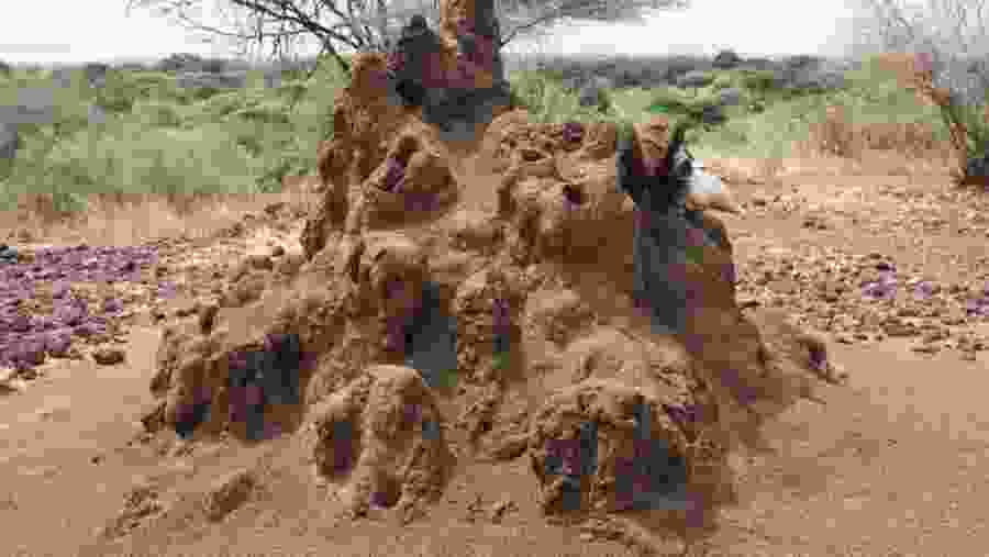 Termite Mound