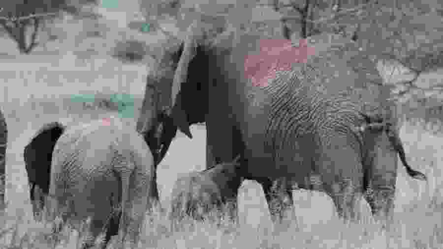 Elephants in Tarangire National Park