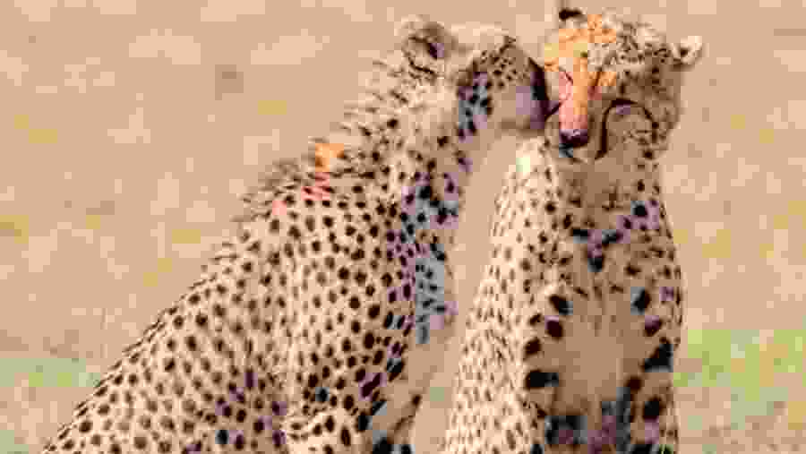 Trackers Quest Safari for Lions, Leopards & Cheetahs