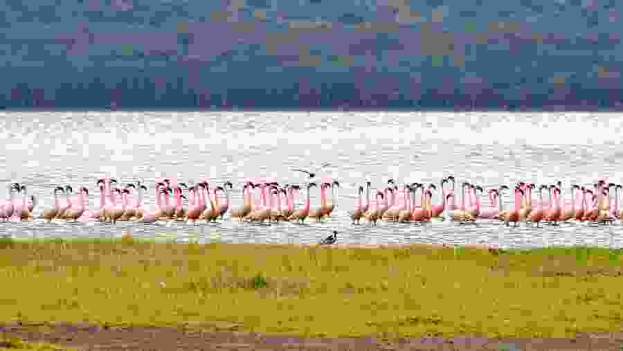 Lake Nakuru