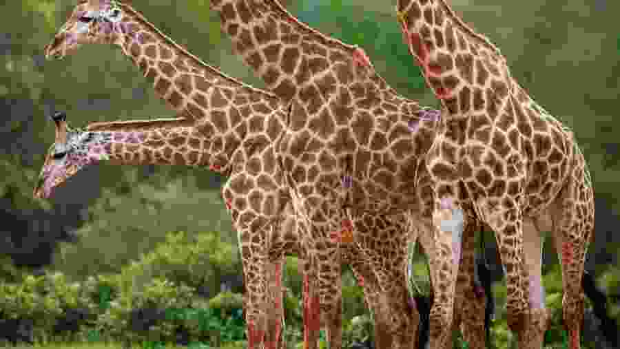 Giraffe at Serengeti National Park