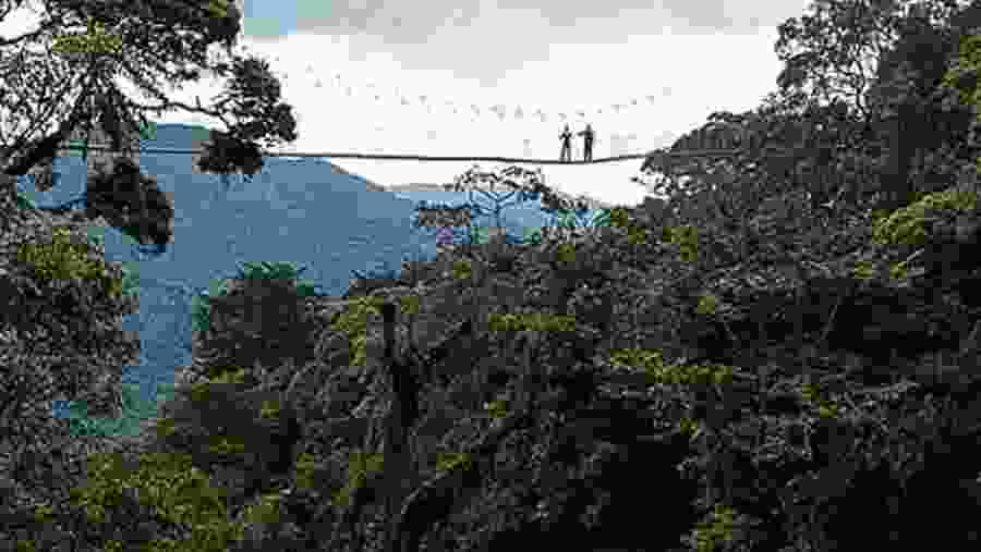 Canopy walk