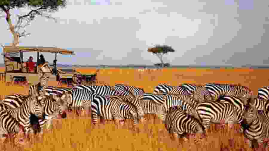 Zebras in the wild