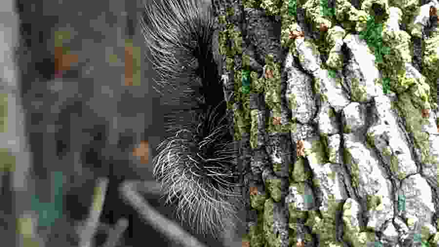 Caterpillar