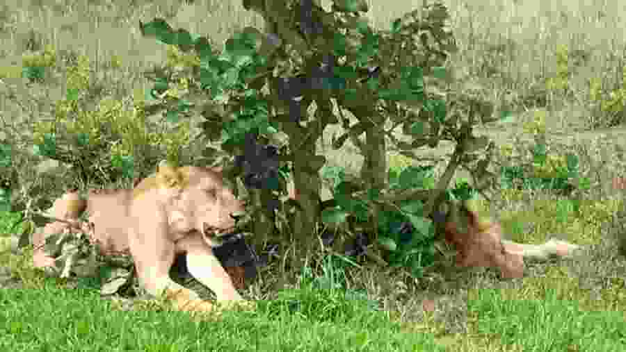 Lion at Mikumi National Park