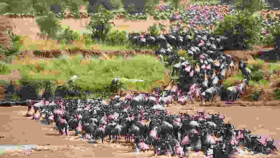 The Great Wildbeest Migration