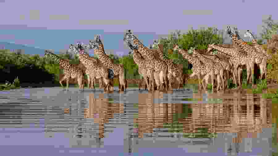 SELOUS GAME RESERVE SAFAR