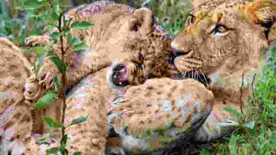 Tarangire National Park