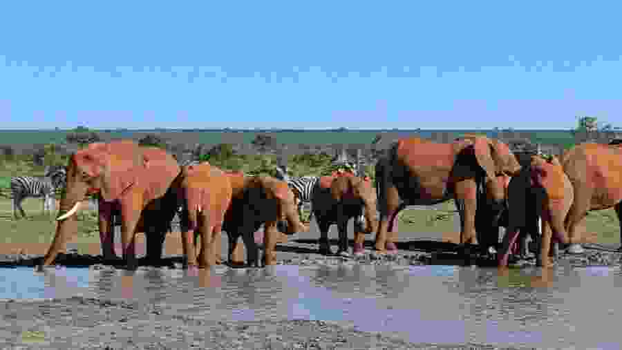 Witness the African wildlife
