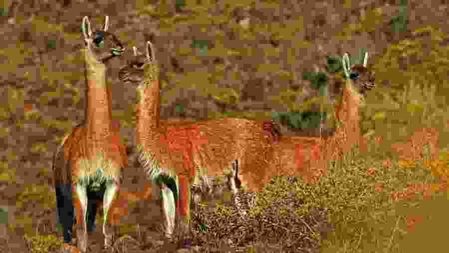 Witness the wildlife