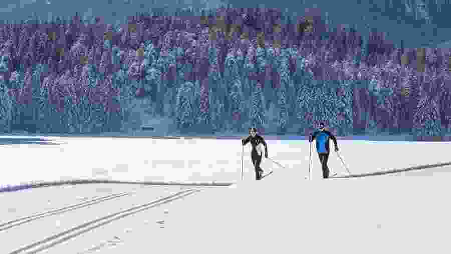 The Snow Covered Pines in Lapland