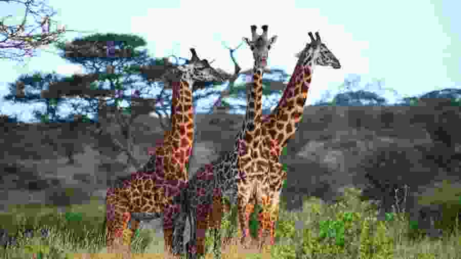 Spot the wild animals on game drives through Serengeti National Park