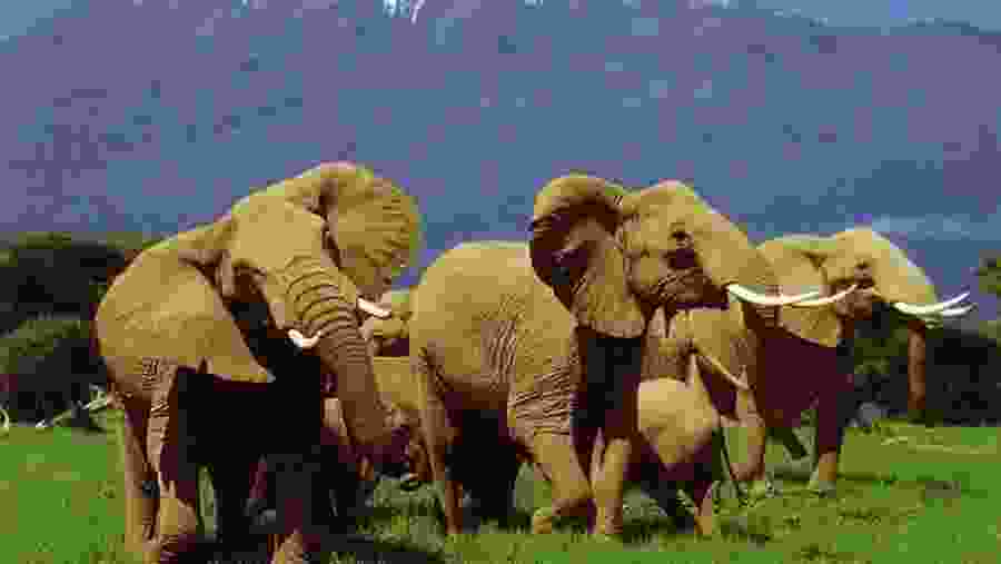 Amboseli National Park Wildlife