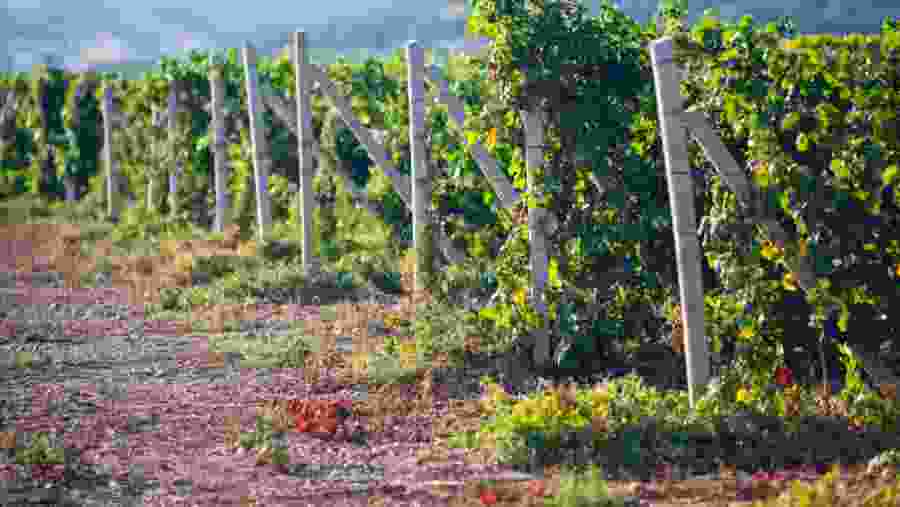 Viñedo en Cariñena