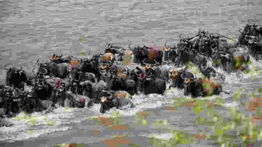 Mara River Wildebeest Crossing